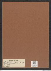 Huttonia alternans Gr. e. St. (de-Toni-Nr.: Genus 185, Species 4613) Zeichnungen Sammlung Grunow Mappe 04516 (Herbarium_W_Grunow_drawings_Folder_04516)